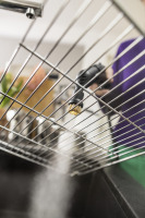 Jeu de brosses haute pression